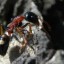 icas ant from brazil