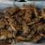 image of insect gourmet
