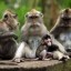 image of monkeys