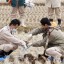 japanese checking soil with radioactive contamination