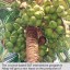 image of coconut tree