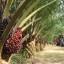 image of oil palm tree