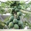papaya