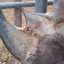 rhinoceros horn