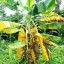 image of fusarium wilt in bananas