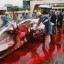 image of japan's whaling