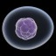 image of stem cell