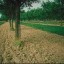 trees intercropping with crops