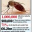 malaria borne mosquito