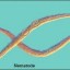 nematodes (roundworms)