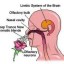 sense of smell