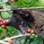civet cat prying on coffee fruit