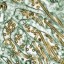 h5n1 virus