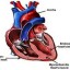 image of heart muscle
