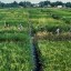 image of irri expermental farm
