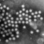 norovirus