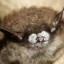 bat with white nose fungus