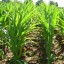 bt corn
