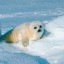 harp seal