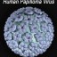 human papillomavirus