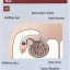 testicular ultrasound