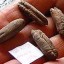 ancient seed regeneration