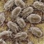 dust mites