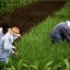image of new green revolution