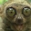 philippine tarsier