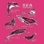 sea mammals