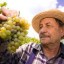 untimely ripening of grapes noted by grape growers