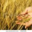 durum wheat that thrives in salty soil