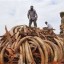 ivory poaching