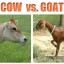 cow's versus goat's milk