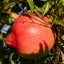 Pomegranate fruit