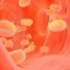 cholesterol in the body