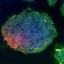 images of a frozen human induced pluripotent stem cells