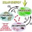 a typically balanced ecosystem