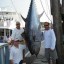 bluefin tuna