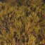 brown seaweed