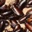 cockroaches