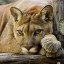 cougar