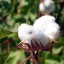 genetically modified cotton