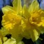 image of daffodils