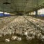 poultry farm