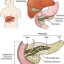 insulin produced by pancreas