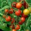 organic grown tomatoes