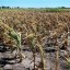 us drought takes its toll on corn