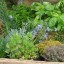 various herbs