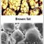 brown fat & white fat cell structure